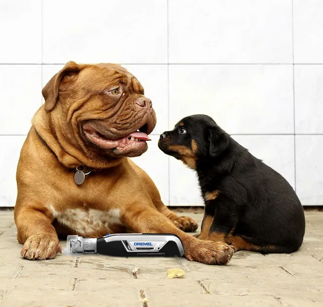 BlogPetnaildog.png BlogPetnaildog.png