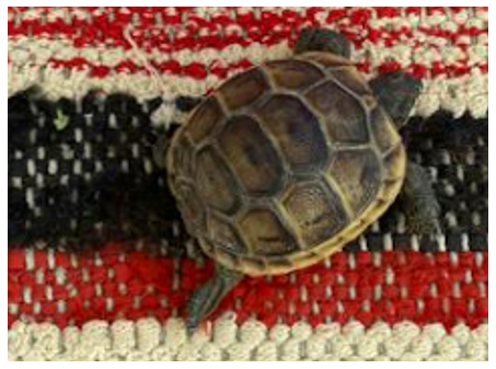 AquaTecture.png AquaTecture.png